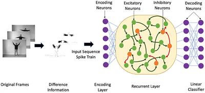 Frontiers | Heterogeneous Recurrent Spiking Neural Network For Spatio ...